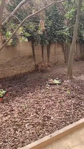 The video shows a small deer standing in a yard. The deer is facing away from the camera and appears to be eating from a tray of food on the ground. The yard is covered in mulch and has a stone wall in the background. There are several trees and vines in the yard. The deer is light brown in color and has a slender build.