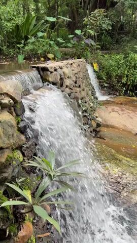A gentle stream flows over a rock wall, creating a small waterfall. Lush green foliage surrounds the stream, with a few large leaves and smaller plants growing along the bank. The water appears clear and clean. The overall scene is peaceful and natural.