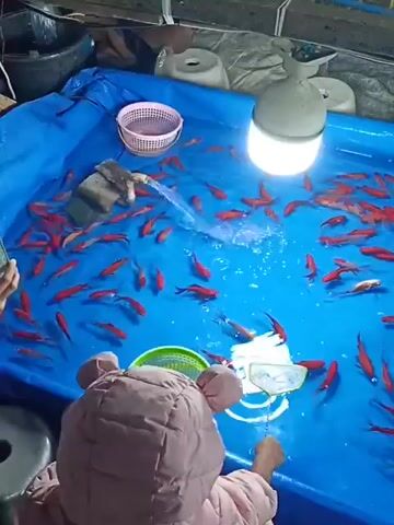 A child wearing a light pink bear-shaped hooded jacket sits on a stool facing a large blue inflatable pool filled with red goldfish. The pool has a white plastic basket on the left and a bright light fixture hanging above. Water is being poured into the pool from a pipe on the left. The child is holding a small net in the water and appears to be trying to catch a fish. There is a white bucket or container to the left of the child. The pool is covered with a blue tarp. The scene appears to be outdoors at night.