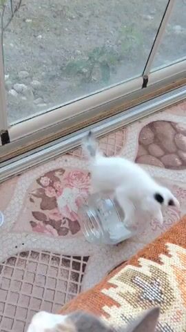 A very young kitten, primarily white with black markings on its head and tail, plays with a clear glass jar lying on its side. The jar contains some white liquid, possibly milk or water. The kitten is positioned on a patterned rug that is orange, cream, and brown with geometric and floral designs. The rug is in front of a large window with a metal frame. Through the window, an outdoor scene with dirt and some greenery is visible. Another cat's head, out of focus, is in the foreground, suggesting it's observing the kitten. The kitten bats at the jar, then turns and walks onto the rug, moving out of frame.