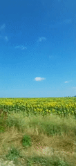 Sunflower field in full bloom under a clear Bulgarian summer sky