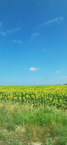 This media file captures a scenic view of a vast sunflower field under a bright blue sky with scattered white clouds. The sun is high, suggesting it is daytime, likely late morning or early afternoon. The weather appears to be clear and pleasant. The foreground is dominated by lush green grass and other vegetation, possibly a roadside embankment or a meadow bordering the field. The middle ground is filled with an endless expanse of sunflowers, their yellow petals a vibrant contrast against the green stalks and leaves. The sheer number of sunflowers creates a dense carpet of color stretching towards the horizon. The setting is rural, characteristic of an agricultural landscape, and given the location context, it is likely in or around Kumanovo, Bulgaria. There are no people or specific objects visible, emphasizing the natural beauty of the landscape. The overall mood is one of serenity and natural splendor. There is no visible text in the media file.