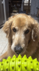 Golden Retriever plays indoors in Guarne, Colombia home
