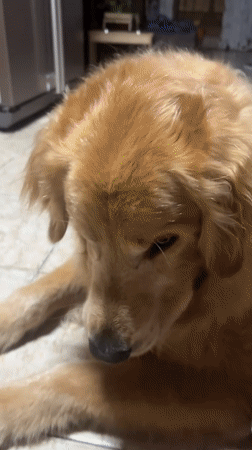 Golden Retriever plays indoors in Guarne, Colombia home