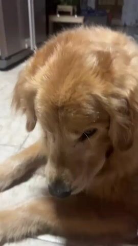 The video captures a close-up of a Golden Retriever dog indoors in Guarne, Colombia. The dog has rich golden-brown fur and wears a blue bandana with a white pattern around its neck. It is lying on a light-colored tiled floor.

Initially, the dog looks down with an attentive expression, then lifts its head to look directly at the camera. A human hand, entering from the bottom of the frame, presents a bright lime-green dog toy. The toy is dumbbell-shaped with textured, spiky ends, designed for chewing. The dog eagerly takes the toy into its mouth, holding it firmly between its jaws as it slightly turns its head.

The background is slightly out of focus but reveals a domestic interior, including a silver-colored appliance (possibly a refrigerator) to the left and other household items like shelves or furniture further back. Another person's legs are faintly visible in the far right background around the 0:04 mark. The lighting suggests a well-lit indoor environment, possibly daytime.

Spanish speech can be heard in the background, discussing "comida" (food) and "personas" (people) gathering to "celebrar" (celebrate) an "acontecimiento" (event). The overall mood is playful and engaged.