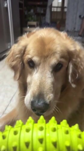 Golden Retriever plays indoors in Guarne, Colombia home