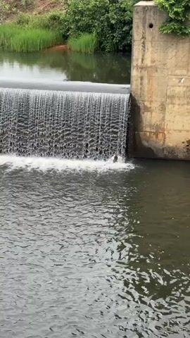 A man is partially submerged in water near the base of a waterfall. He is facing the waterfall, and his arms are bent at the elbows and held in front of his chest. The waterfall is a sheet of water cascading down a concrete structure. The water in front of the waterfall is churning. The surrounding environment appears to be a natural setting with trees and vegetation visible in the background.