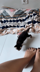 Person plays with kittens on tile floor in Bali