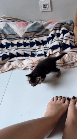 Person plays with kittens on tile floor in Bali