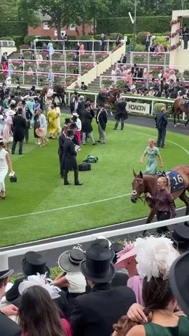 The video shows a horse race event with many spectators. In the foreground, a horse with the number 16 on its saddle cloth is being led by a handler. Another horse with the number 14 on its saddle cloth is walking behind it. Both horses are brown and appear to be in good condition. The handlers are dressed in dark suits and are walking the horses on a green grassy field.

Behind the horses, there are many spectators dressed in formal attire, including women in hats and dresses and men in suits and top hats. The spectators are seated in tiered stands that are decorated with flowers. In the background, there are more horses and handlers, as well as additional spectators. The overall atmosphere appears to be festive and elegant. The weather is overcast, but it does not appear to be raining. There are trees and greenery visible in the distance, suggesting that the event is taking place outdoors in a park-like setting.