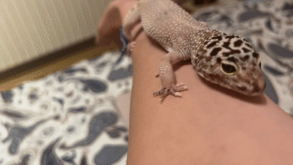 Leopard gecko handled and observed during indoor session