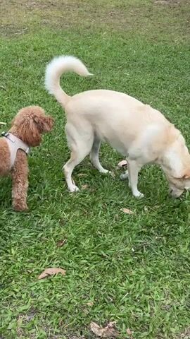 The video shows two dogs in a grassy outdoor area. A smaller, reddish-brown poodle wearing a light-colored harness is on the left side of the frame, facing right and sniffing the rear end of a larger, cream-colored dog. The larger dog is in the center-right of the frame, facing left and sniffing the ground. Its tail is held high in a curl. The ground is covered in green grass with some fallen leaves scattered about. The background is blurred, suggesting a natural environment like a park or field.