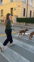 Spring scenes captured in Ljubljana: blooming magnolias, dog walker, bicycles