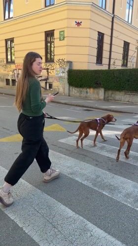 Spring scenes captured in Ljubljana: blooming magnolias, dog walker, bicycles
