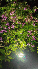 Night blooming gardens and illuminated lakeside captured in Da Lat
