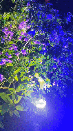 Night blooming gardens and illuminated lakeside captured in Da Lat
