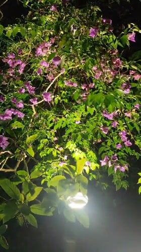 Night blooming gardens and illuminated lakeside captured in Da Lat