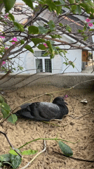 Pigeons spotted in Da Nang planters despite deterrent measures