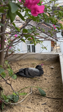 Pigeons spotted in Da Nang planters despite deterrent measures