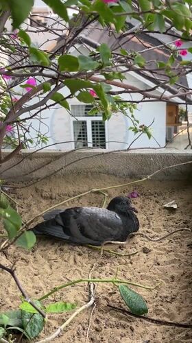 Pigeons spotted in Da Nang planters despite deterrent measures