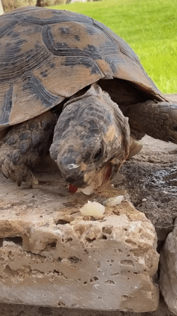Desert tortoise feeds on stone wall in Agadir garden