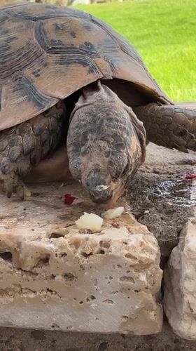 Desert tortoise feeds on stone wall in Agadir garden