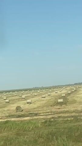 A drone shot shows a vast, dry field filled with many round hay bales arranged in neat rows under a clear blue sky. In the foreground, green grass is visible, suggesting the edge of the field. The hay bales are circular and appear to be compressed and wrapped, typical for agricultural storage. The scene suggests a harvested crop, likely wheat or barley, with the bales ready for transport or further processing. The overall impression is one of rural agriculture and open, expansive land.