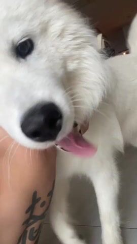 The video shows a close-up of a white dog with its tongue out, panting. The dog's head is partially obscured by a person's arm, which has tattoos. The person's arm is resting on the dog's neck. The background is blurry but appears to be an indoor setting.
