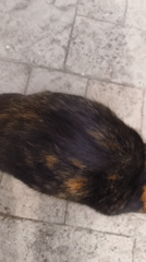 Tortoiseshell cat spotted on streets in Sofia, Bulgaria