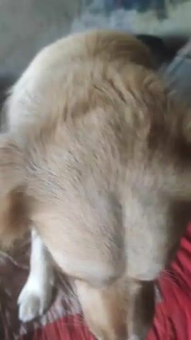 A golden retriever dog is shown from a high angle, looking down. A human hand is visible in the bottom of the frame, reaching towards the dog. The dog is sitting on a red, textured surface. A voice can be heard saying "give paw" in Russian.