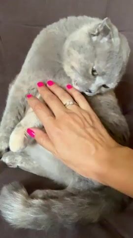 A person's hand with bright pink fingernails pets a grey cat with folded ears and yellow eyes. The cat is sitting on a dark grey couch and appears to be licking the hand. The hand is resting on the cat's chest and belly area. The cat has a calm expression and its eyes are slightly closed.