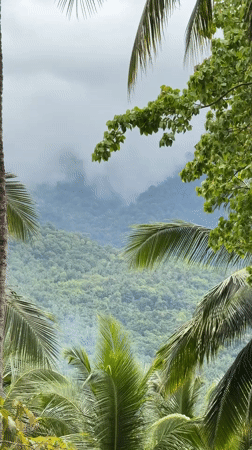 Masked observer documents post-rain tropical wildlife in Thailand