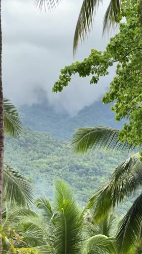 Masked observer documents post-rain tropical wildlife in Thailand