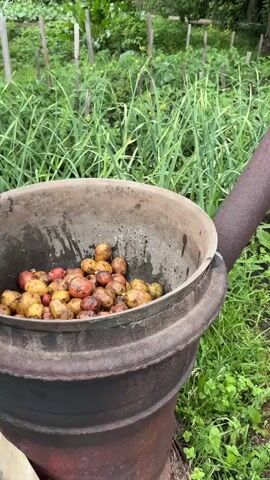 The video shows a close-up of a metal pot filled with small potatoes. The pot is resting on a larger, older, rusted metal structure that appears to be a stove or a kiln. A rusty metal pipe extends upwards from the side of the pot at an angle. The pot is situated outdoors in a garden setting. In the background, there are rows of green plants, possibly vegetables like garlic or onions, and a wooden fence. The overall environment suggests a rural or homestead setting. The potatoes are a mix of light yellow and reddish-brown colors, and they appear to be whole and unpeeled. The metal surfaces of the pot and stove show signs of use and age, with some dark stains and rust. The lighting is natural, indicating it is daytime.