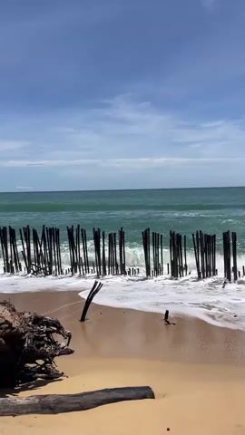 The video shows a sunny beach scene with a clear blue sky and some white clouds. The ocean is a greenish-blue, with waves rolling in and crashing against a line of numerous dark, thin, vertical posts partially submerged in the water. White foam is visible as the waves break against the posts and recede on the sandy shore. A large piece of driftwood or tree root rests on the light brown sand in the foreground to the left, with another smaller piece of driftwood further out on the sand. The waves continue to break throughout the video.