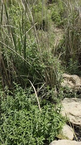 A brown dog with a long tail emerges from a thick patch of tall, grassy vegetation and hops over two large stones on the ground. The dog then moves into a shallow, slow-moving body of water surrounded by similar reeds and grasses. The sky is visible in the distance, with some cloud cover.
