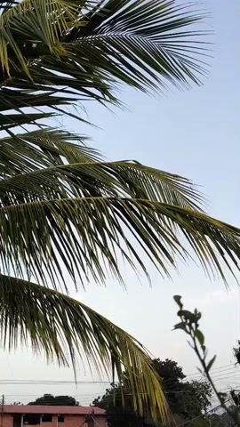 The video shows a low angle view of a palm tree against a light blue sky. The palm fronds are green and sway gently in the breeze. In the background, a small building with a pink roof is visible, along with other trees. There is a small plant in the foreground to the right. A bird is seen briefly perched among the palm fronds.