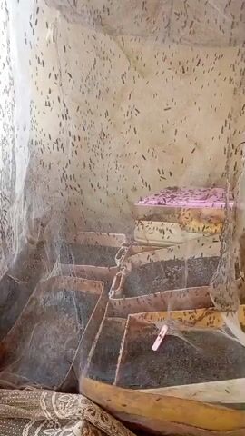 The video shows a close-up of a tiered structure, possibly a homemade insect farm or breeding setup, covered by a fine mesh netting. Numerous small, dark insects, resembling flies or gnats, are visible both on the netting and on the surfaces of the tiered structure. The structure itself appears to be made of some sort of dark material, possibly plastic or wood, with multiple levels or compartments. Some of the compartments contain a darker substance, possibly food or substrate for the insects. Pink clips are visible on some of the compartments, possibly used to secure the netting. The background is blurred but appears to be an indoor environment with a textured wall. The lighting suggests it is daytime.