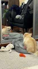 Pomeranian portraits and a tip to post more varied photos