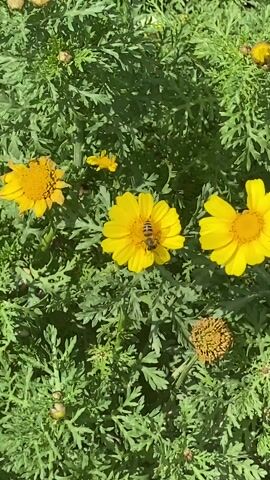 The video shows a patch of green leafy plants with several bright yellow daisy-like flowers. A few of the flowers are wilting or have gone to seed. At the beginning of the video, a bee is seen flying around one of the yellow flowers. The camera pans up and across the patch of flowers and foliage. The scene is bright and sunny.