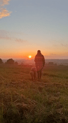 Dog walk across a Russian field at sunrise
