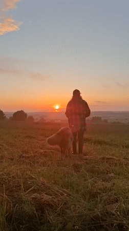 Dog walk across a Russian field at sunrise