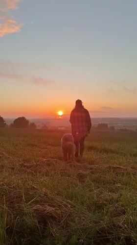 Dog walk across a Russian field at sunrise