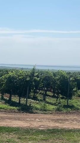 The video shows a vineyard with rows of grapevines. In the background, there is a body of water, likely a lake or sea, and a hazy sky. The camera is positioned on a dirt path overlooking the vineyard. The lighting suggests it is daytime with clear weather.