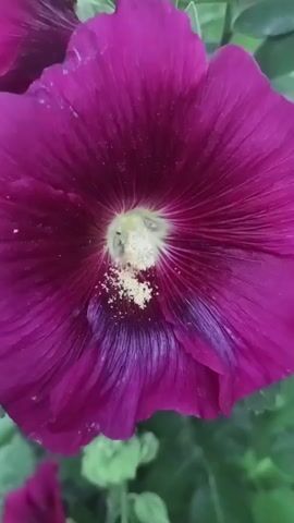 A close-up shot focuses on a large, deep magenta hollyhock flower in full bloom, with its velvety petals radiating outwards from a central cluster of yellow stamens. The flower is surrounded by green foliage and other pink hollyhock buds. The camera slowly zooms out, revealing more of the plant and its surroundings. The lighting appears to be natural, possibly overcast, casting soft shadows. No people or animals are visible in the frame.