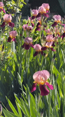 Spring flowers bloom in Yerevan garden
