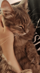Cat petting and car washing captured in Chaikovsky