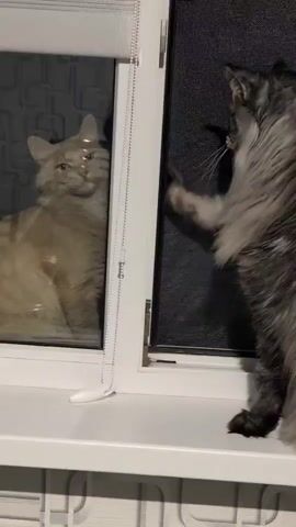 Two cats are on a windowsill. A light-colored cat is visible through a window on the left. A dark-colored cat is on the right, facing the window. The dark-colored cat raises its paw and appears to be swatting at the window.