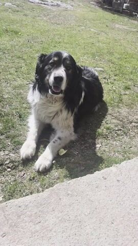 A large, fluffy dog with black, white, and tan fur is the central subject of this outdoor video, resting on a patch of green grass under bright sunlight. The dog lies comfortably on its belly, facing forward, with its mouth slightly open and tongue visible, panting gently. Its expression appears friendly and content, suggesting a relaxed mood.

A human hand, with red nail polish visible on some fingers, extends into the frame from the lower right, reaching towards the dog. Initially, the hand is held open as if offering something or inviting interaction, then it points directly at the dog's chest area. The dog responds by looking towards the hand, its head slightly tilted at times, maintaining a calm and engaged demeanor.

The setting is a natural, sunlit environment, with lush green grass covering the ground, interspersed with a few dry leaves and dirt patches. A concrete or stone edge is visible in the foreground, partially covered by the grass. The background is softly blurred but suggests more natural elements like trees or distant foliage, indicating a rural or garden location. The bright illumination confirms it is daytime with clear, sunny weather. The overall activity depicts a gentle human-animal interaction, with the dog appearing happy and receptive to the human's presence. The provided context indicates the location is Laki, Bulgaria. No visible text is present in the video.