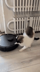 Calico cat vs. robot vacuum, plus windowsill life in Novgorod